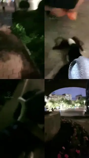 【楚琪S】户外调狗