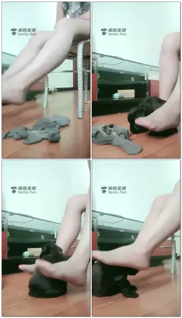 【红丽S】丝足逗真狗，你还不如狗