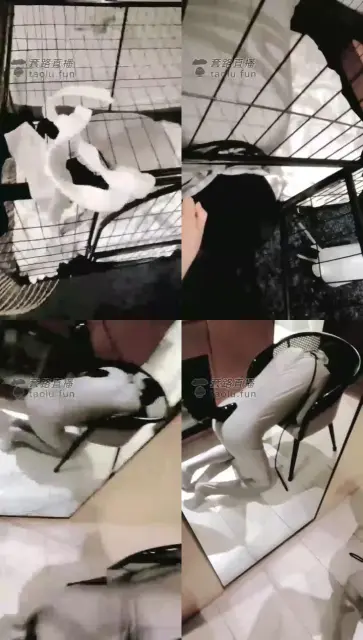 【南妮QUEEN】锁住你,鞭厕你【20分3秒】