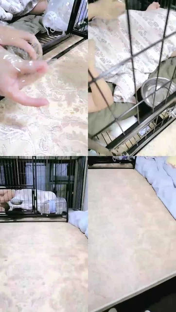 【董大大】圈养第二天