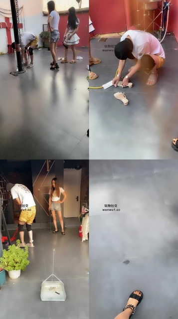 【芊芊】戴锁链被多主群调群虐-上部【双视角版】